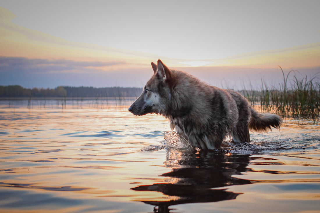 Czechoslovakian Wolfdog swimming in lake.