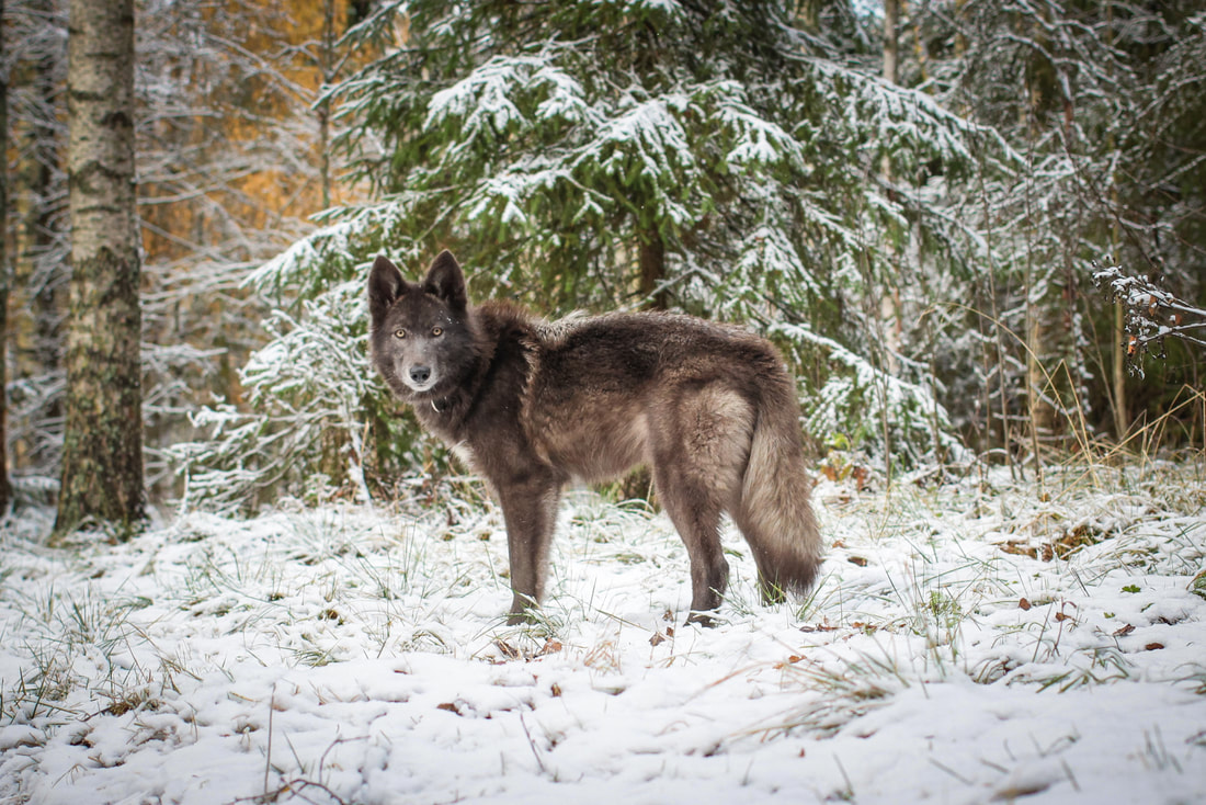 Picture blue mid-content wolfdog 