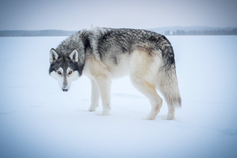 Siberian Husky Wolfdog on lake's ice.