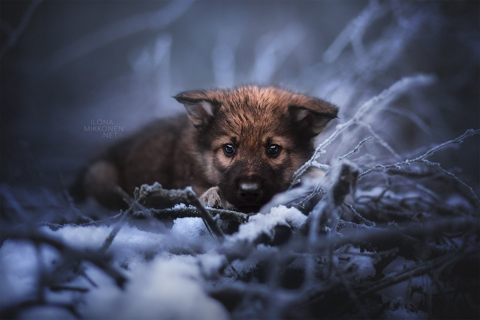 Cute wolfdog puppy in snow.